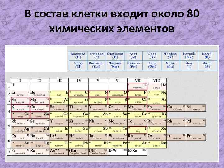 В состав клетки входит около 80 химических элементов 