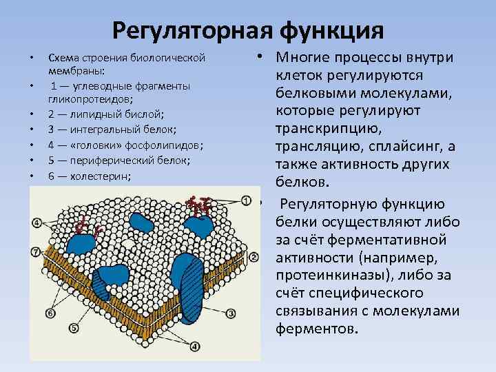 Схема строения биологической мембраны