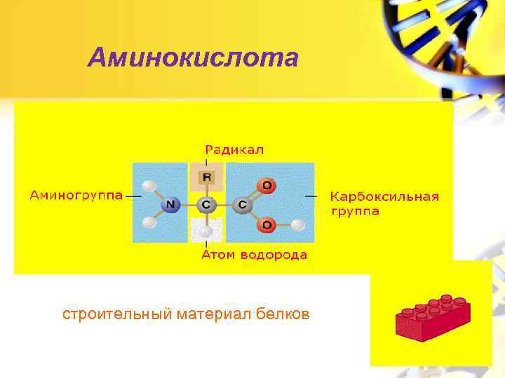 Аминокислота строительный материал белков 