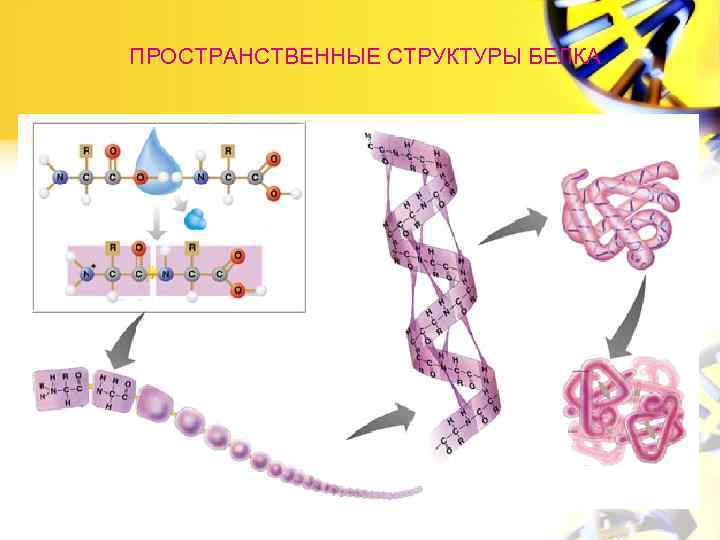 ПРОСТРАНСТВЕННЫЕ СТРУКТУРЫ БЕЛКА 