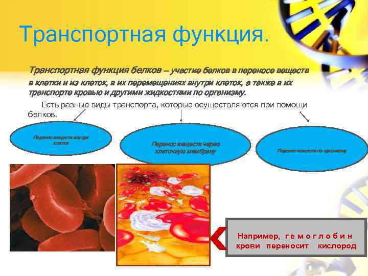 Транспортная функция белков — участие белков в переносе веществ в клетки и из клеток,