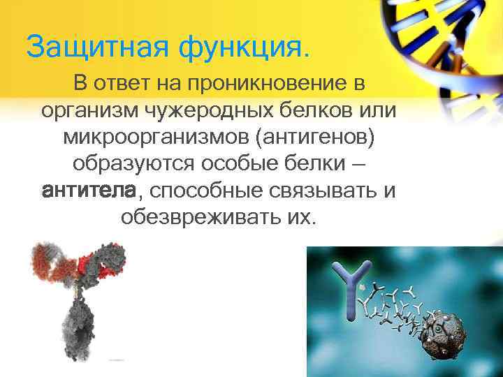 Защитная функция. В ответ на проникновение в организм чужеродных белков или микроорганизмов (антигенов) образуются