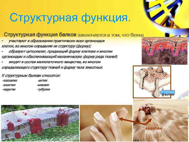 Структурная функция белков заключается в том, что белки • участвуют в образовании практически всех
