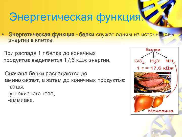 Энергетическая функция. • Энергетическая функция – белки служат одним из источников энергии в клетке.