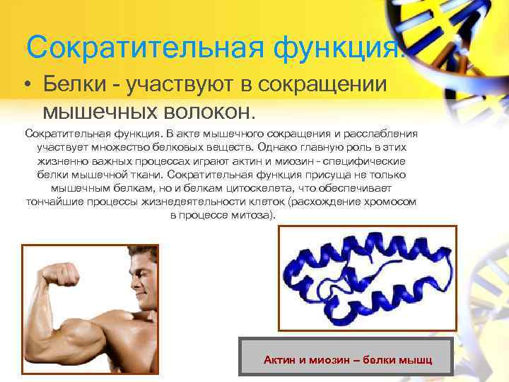 Сократительная функция. • Белки - участвуют в сокращении мышечных волокон. Сократительная функция. В акте