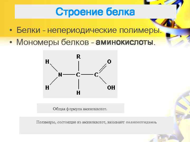 Строение белка • Белки – непериодические полимеры. • Мономеры белков – аминокислоты. Общая формула
