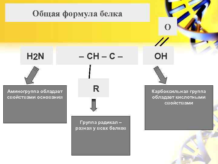 Общая формула белка О H 2 N Аминогруппа обладает свойствами основания – CH –
