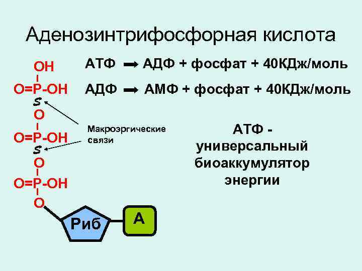 Аденозинтрифосфорная кислота ОH АТФ АДФ + фосфат + 40 КДж/моль О=Р-ОН АДФ АМФ +