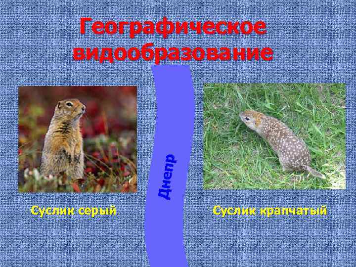 Днепр Географическое видообразование Суслик серый Суслик крапчатый 