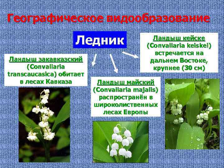 Географическое видообразование Ледник Ландыш закавказский (Convallaria transcaucasica) обитает в лесах Кавказа Ландыш кейске (Convallaria
