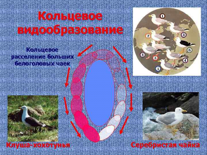 Кольцевое видообразование Кольцевое расселение больших белоголовых чаек Клуша-хохотунья Серебристая чайка 