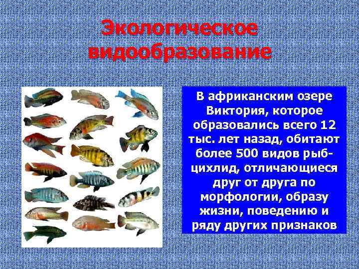 Экологическое видообразование В африканским озере Виктория, которое образовались всего 12 тыс. лет назад, обитают