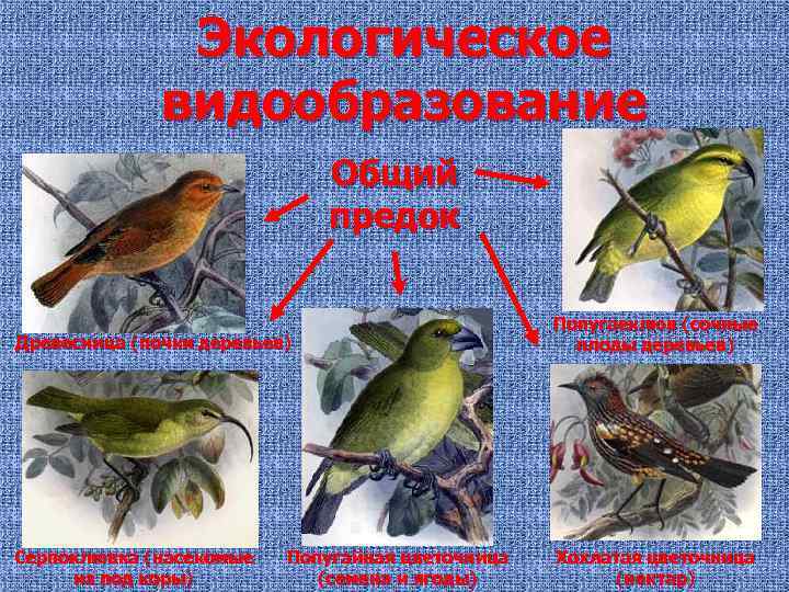 Экологическое видообразование Общий предок Древесница (почки деревьев) Попугаеклюв (сочные плоды деревьев) Серпоклювка (насекомые из