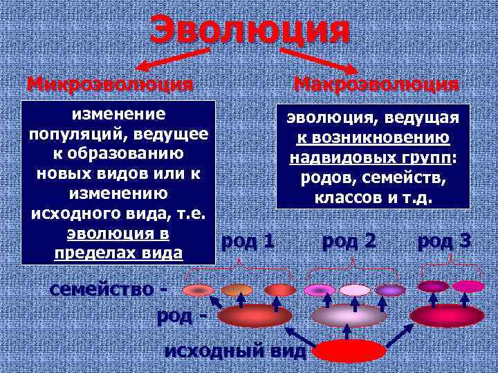 Эволюция Микроэволюция Макроэволюция изменение эволюция, ведущая популяций, ведущее к возникновению к образованию надвидовых групп: