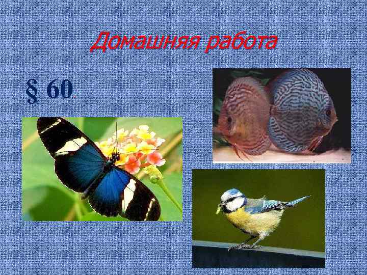 Домашняя работа § 60 . 