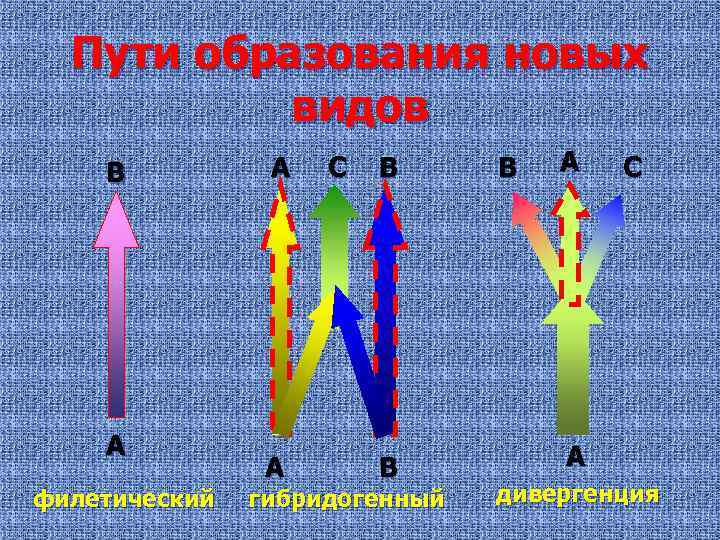 Пути образования новых видов В А филетический А А С В В гибридогенный В