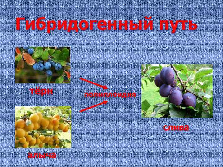 Гибридогенный путь тёрн полиплоидия слива алыча 