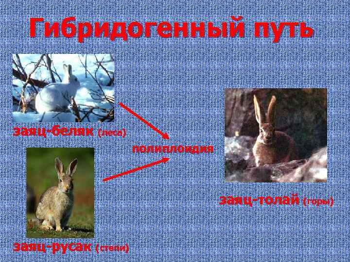 Гибридогенный путь заяц-беляк (леса) полиплоидия заяц-толай (горы) заяц-русак (степи) 