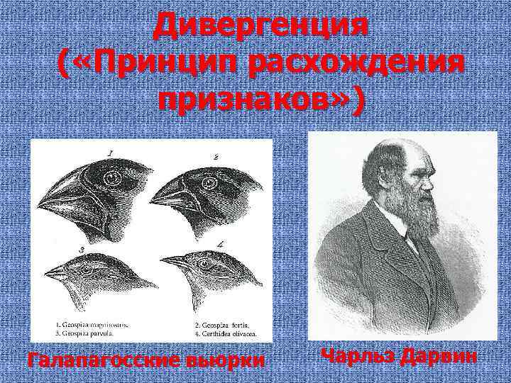 Дивергенция ( «Принцип расхождения признаков» ) Галапагосские вьюрки Чарльз Дарвин 