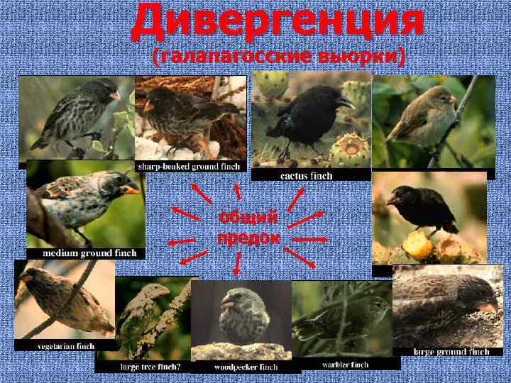 Дивергенция (галапагосские вьюрки) общий предок 