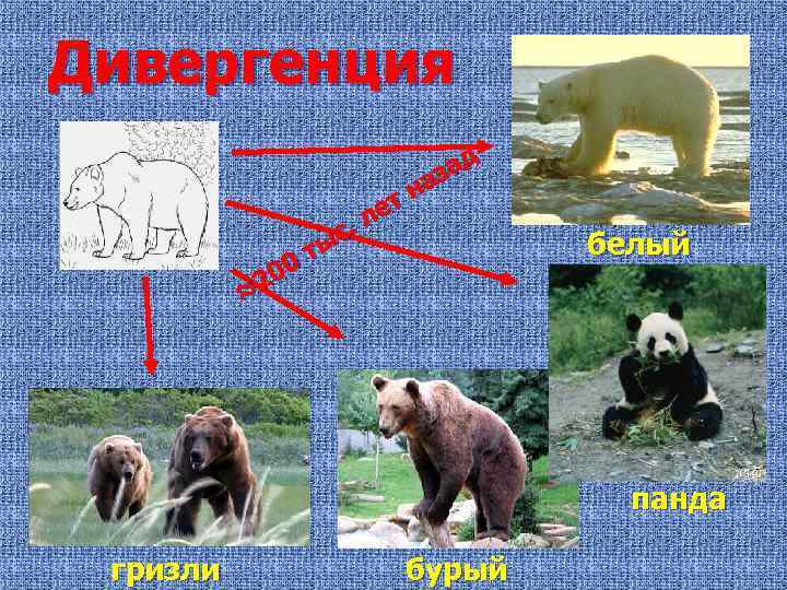 Дивергенция ет л с. ты 00 ≈2 д за на белый панда гризли бурый