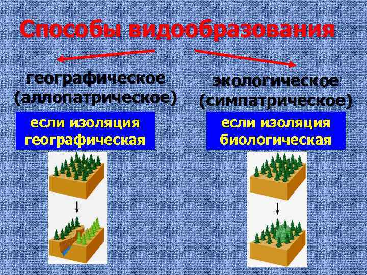 Способы видообразования географическое (аллопатрическое) если изоляция географическая экологическое (симпатрическое) если изоляция биологическая 