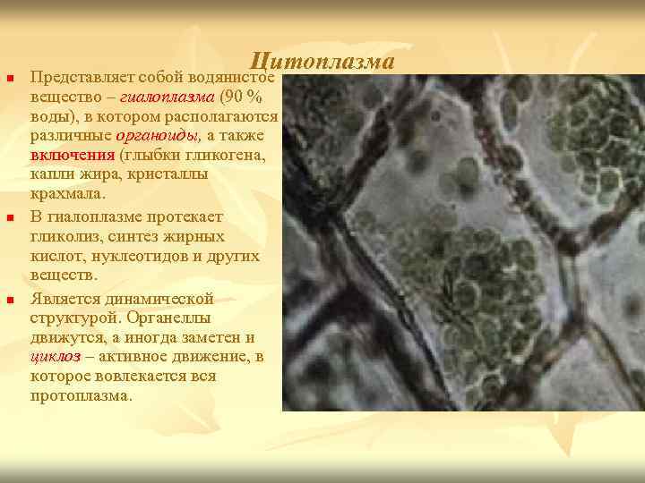 n n n Цитоплазма Представляет собой водянистое вещество – гиалоплазма (90 % воды), в