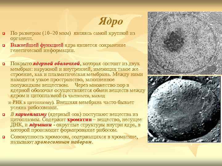Ядро q q По размерам (10– 20 мкм) являясь самой крупной из органелл. Важнейшей