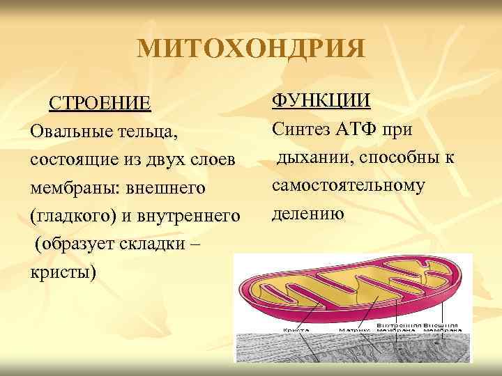 МИТОХОНДРИЯ СТРОЕНИЕ Овальные тельца, состоящие из двух слоев мембраны: внешнего (гладкого) и внутреннего (образует