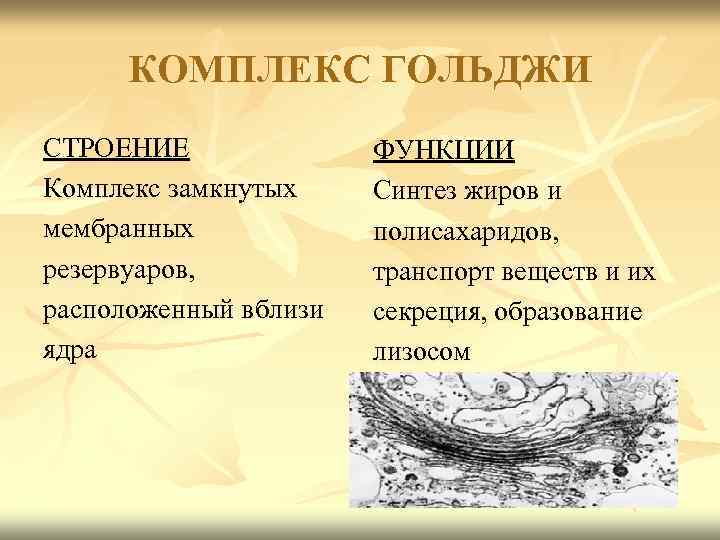 КОМПЛЕКС ГОЛЬДЖИ СТРОЕНИЕ Комплекс замкнутых мембранных резервуаров, расположенный вблизи ядра ФУНКЦИИ Синтез жиров и