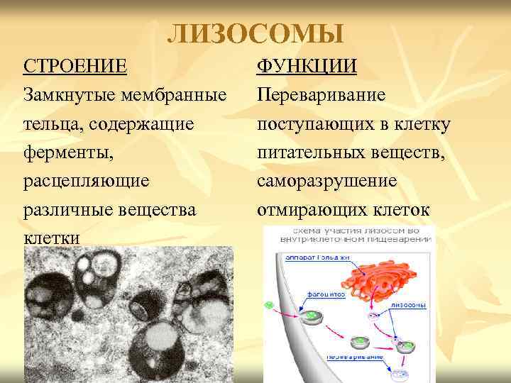 ЛИЗОСОМЫ СТРОЕНИЕ Замкнутые мембранные тельца, содержащие ферменты, расцепляющие различные вещества клетки ФУНКЦИИ Переваривание поступающих