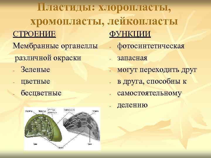 Пластиды: хлоропласты, хромопласты, лейкопласты СТРОЕНИЕ Мембранные органеллы различной окраски - Зеленые - цветные -