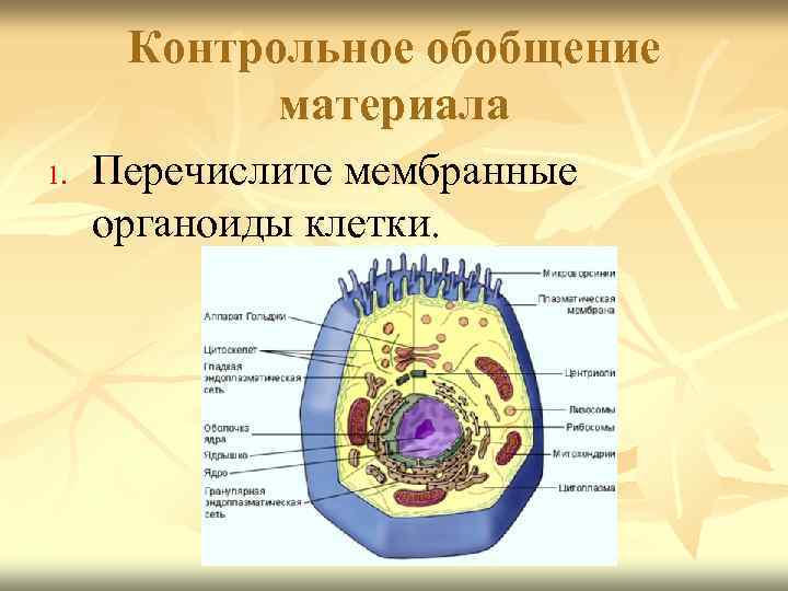 Контрольное обобщение материала 1. Перечислите мембранные органоиды клетки. 