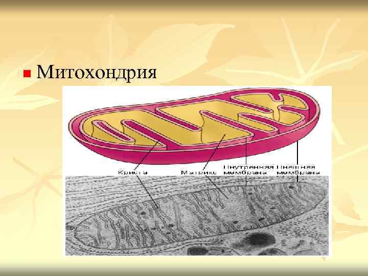 n Митохондрия 