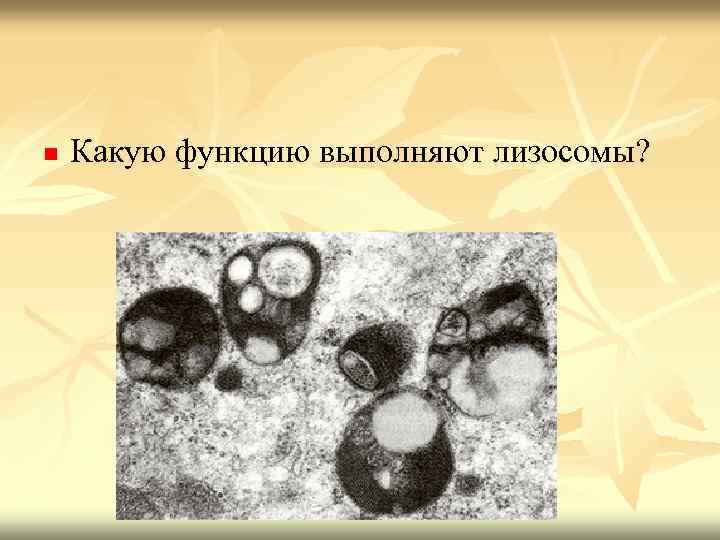 n Какую функцию выполняют лизосомы? 