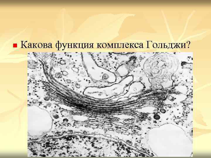 n Какова функция комплекса Гольджи? 