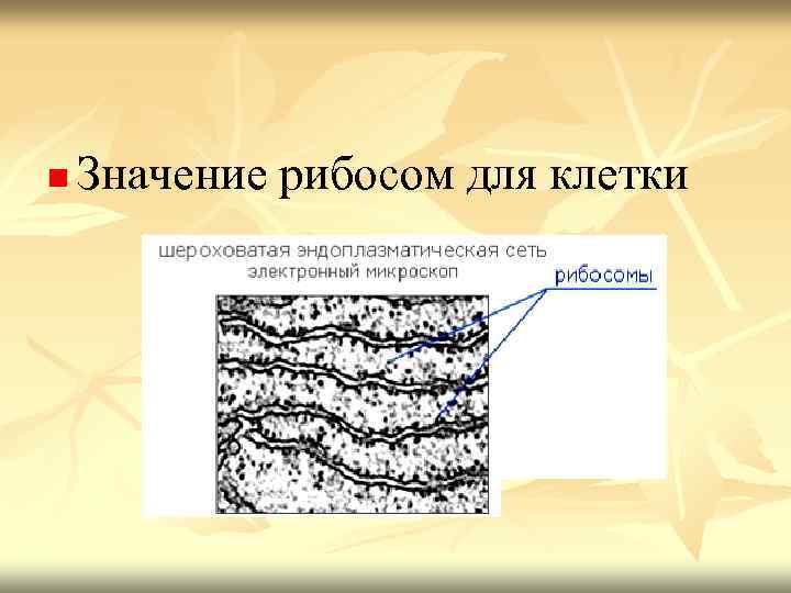 n Значение рибосом для клетки 