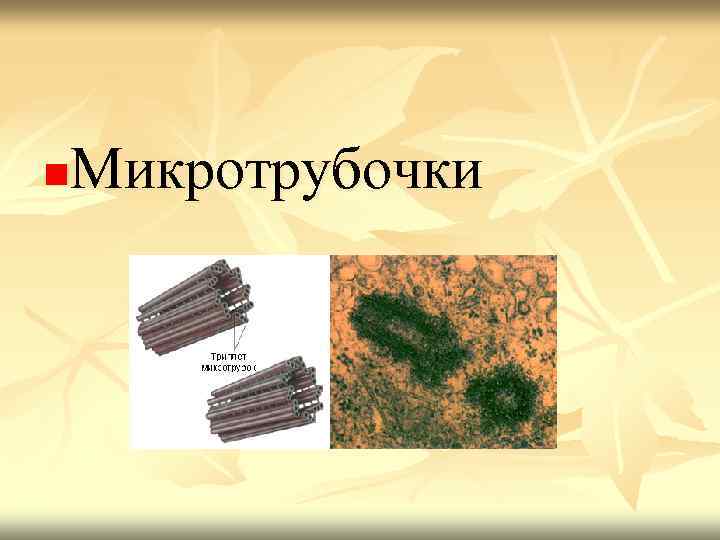 Микротрубочки n 