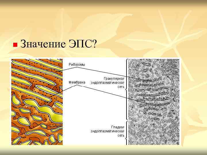 n Значение ЭПС? 