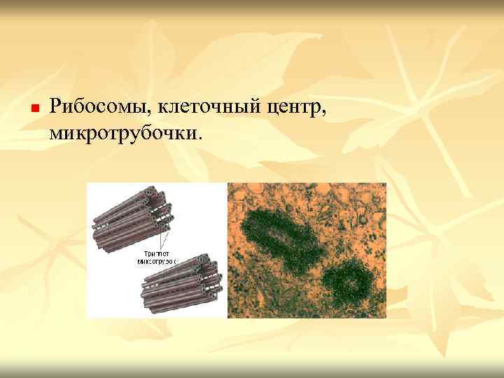 n Рибосомы, клеточный центр, микротрубочки. 