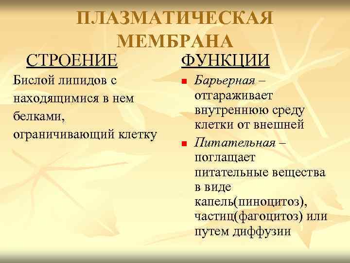 ПЛАЗМАТИЧЕСКАЯ МЕМБРАНА СТРОЕНИЕ Бислой липидов с находящимися в нем белками, ограничивающий клетку ФУНКЦИИ n