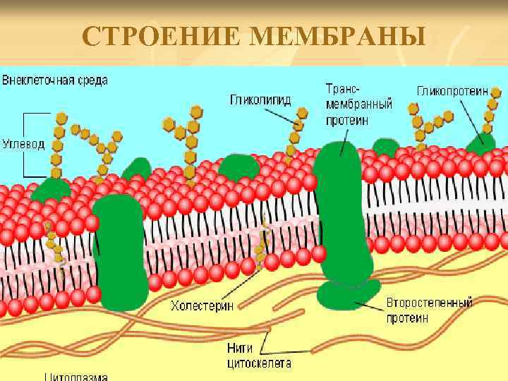 Плазматическая мембрана картинка