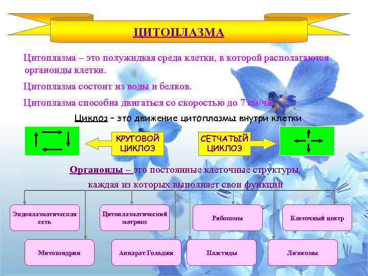 Цитоплазма функции циклоз. Цитоплазма функции в клетке циклоз. Полужидкая среда клетки в которой расположено ядро и органоиды это. Круговой циклоз.