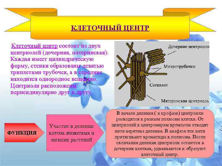 КЛЕТОЧНЫЙ ЦЕНТР Клеточный центр состоит из двух центриолей (дочерняя, материнская). Каждая имеет цилиндрическую форму,