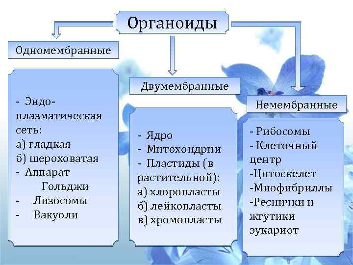 Какие органоиды являются мембранными. Мембранные двумембранные и немембранные органоиды. Одномембранные хлоропласты. Органоиды клетки одномембранные двумембранные немембранные. Одномембранные двумембранные немембранные органоиды клетки таблица.