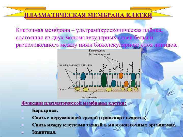 ПЛАЗМАТИЧЕСКАЯ МЕМБРАНА КЛЕТКИ Клеточная мембрана – ультрамикроскопическая плёнка, состоящая из двух мономолекулярных слоев белка