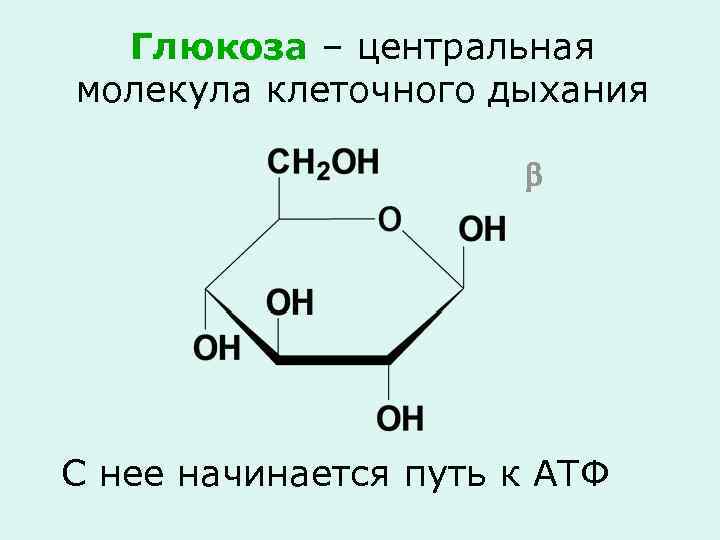 Глюкоза – центральная молекула клеточного дыхания С нее начинается путь к АТФ 