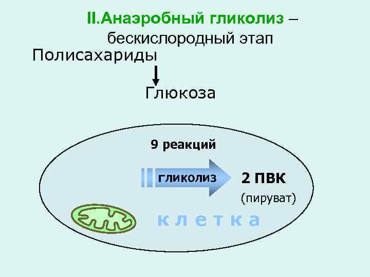 II. Анаэробный гликолиз – бескислородный этап Полисахариды Глюкоза 9 реакций гликолиз 2 ПВК (пируват)