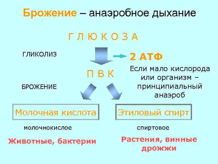 Брожение – анаэробное дыхание ГЛЮКОЗА 2 АТФ ГЛИКОЛИЗ ПВК БРОЖЕНИЕ Молочная кислота молочнокислое Животные,