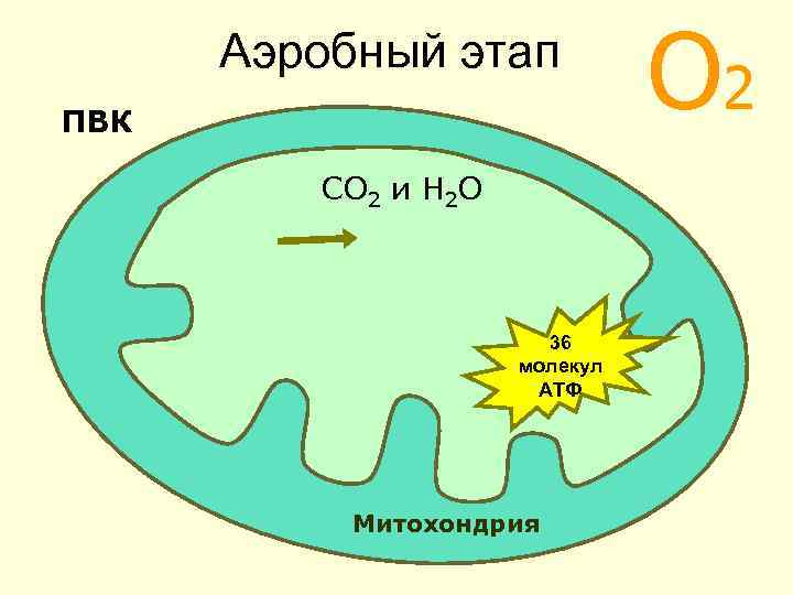 Аэробный этап ПВК СО 2 и Н 2 О 36 молекул АТФ Митохондрия О